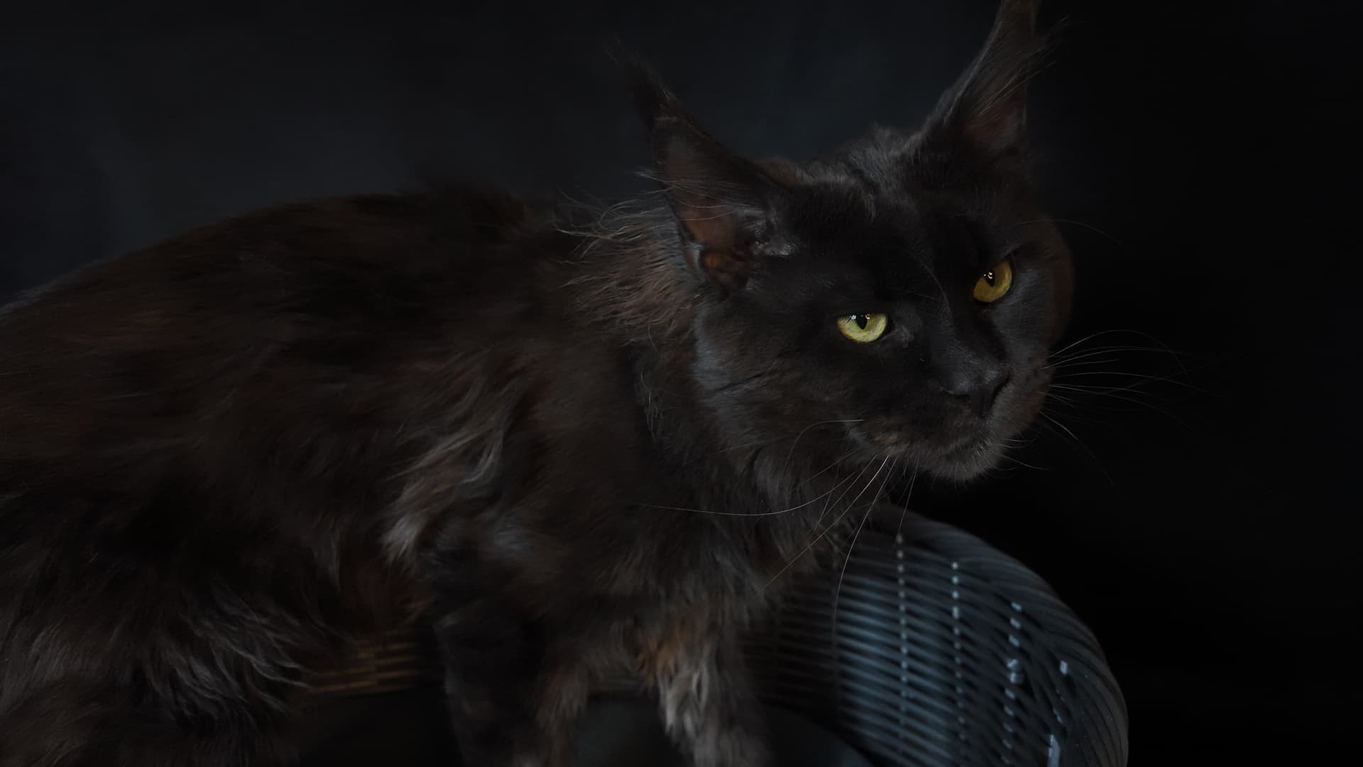Mario - Maine Coon, Blue silver - zdjęcie 4