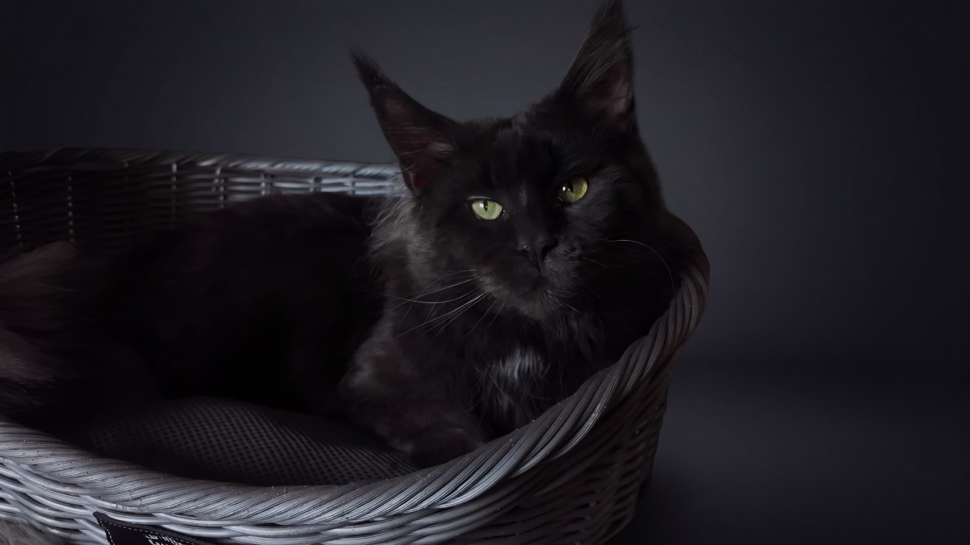 Mario - Maine Coon, Blue silver - zdjęcie 5
