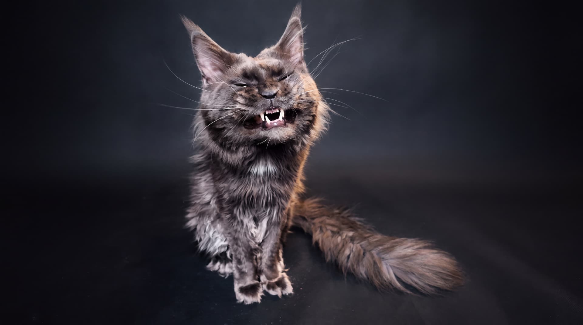 Hodowla Maine Coon Walkiria Wolin*PL - zdjęcie 1