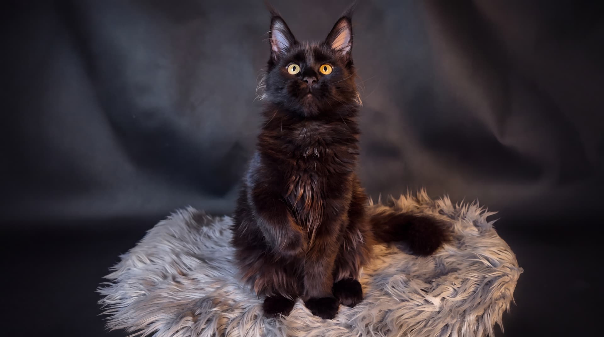 Akira - kociak Maine Coon, do potwierdzenia