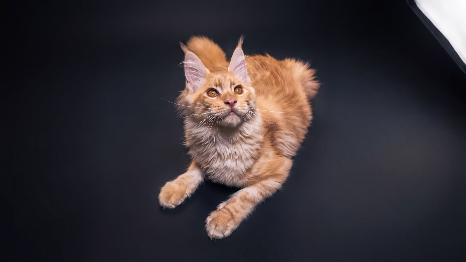 Apollo - kociak Maine Coon, do potwierdzenia