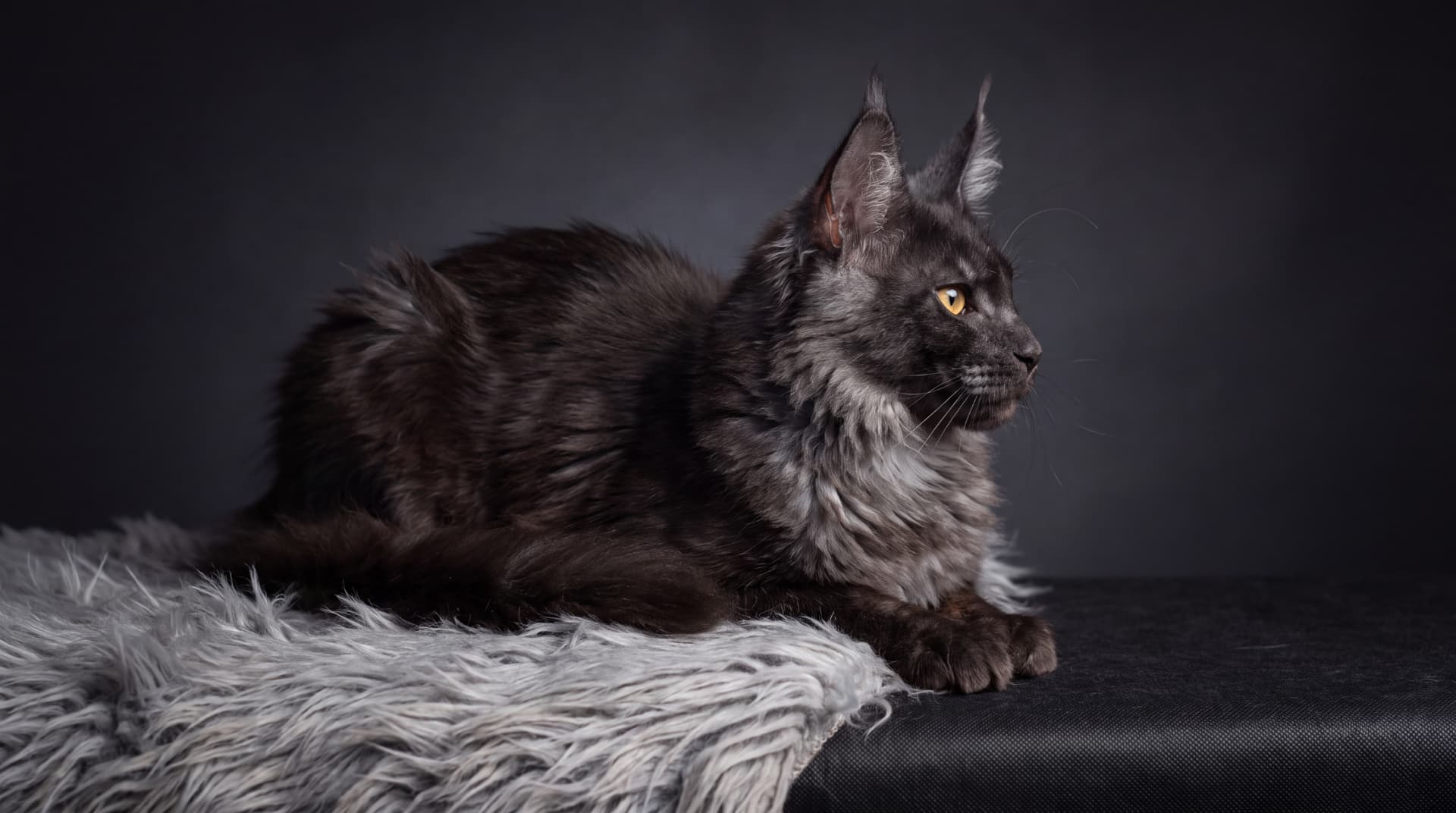 Arcze - kociak Maine Coon, do potwierdzenia