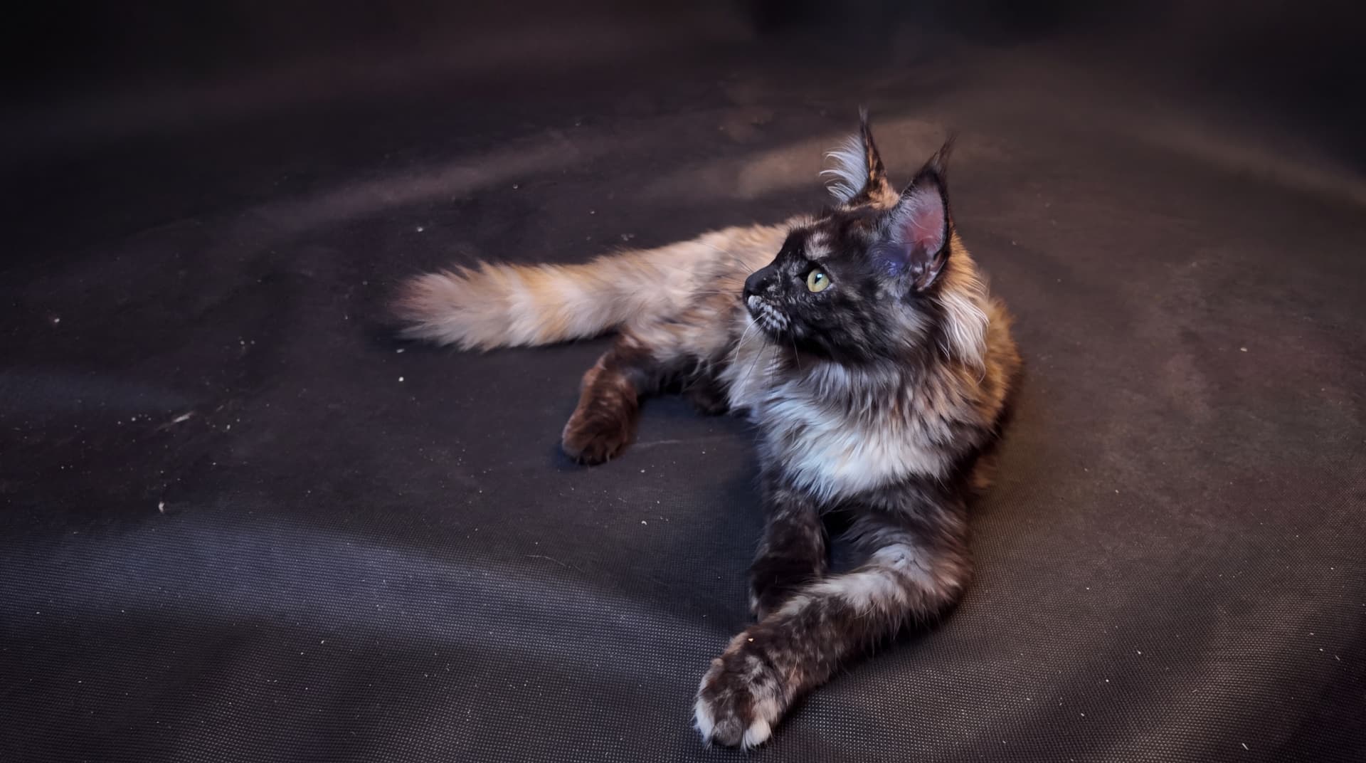 Atena - kociak Maine Coon, do potwierdzenia