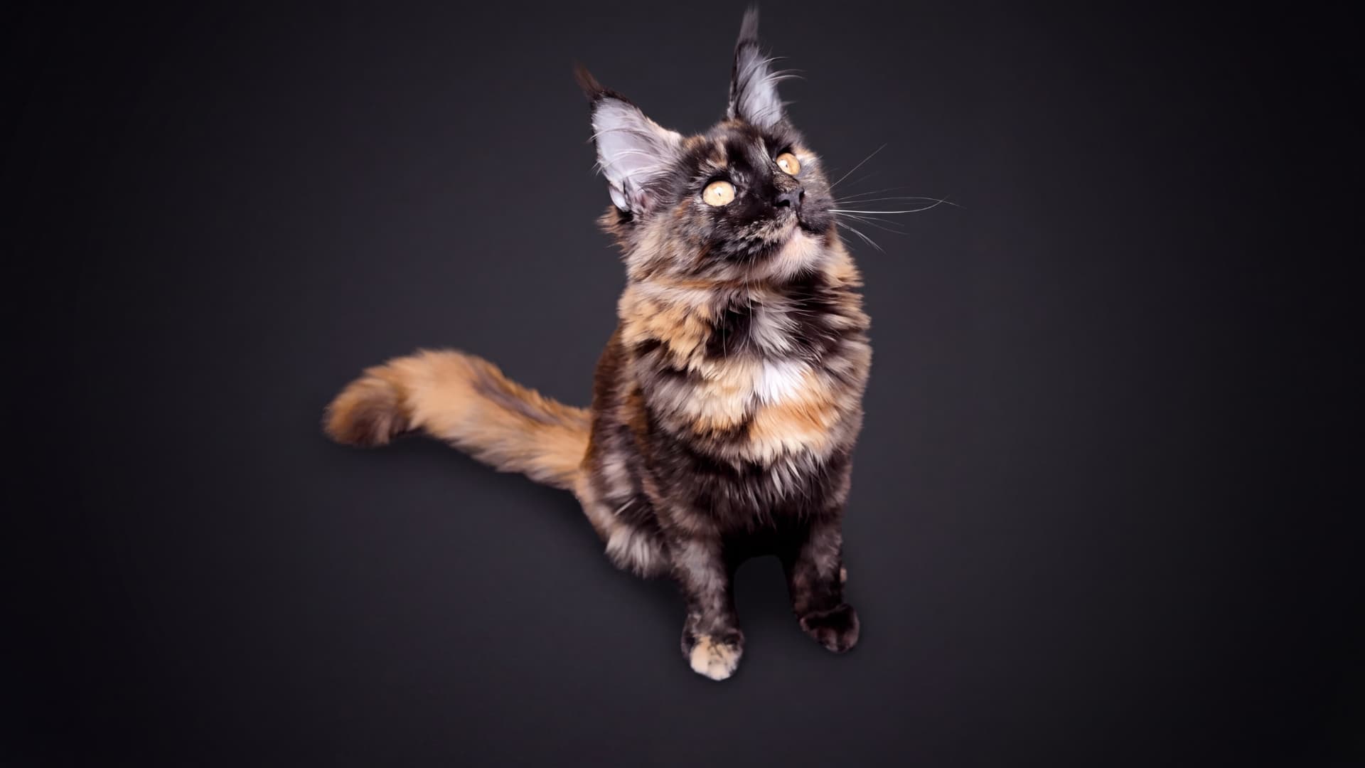 Aurora - kociak Maine Coon, do potwierdzenia