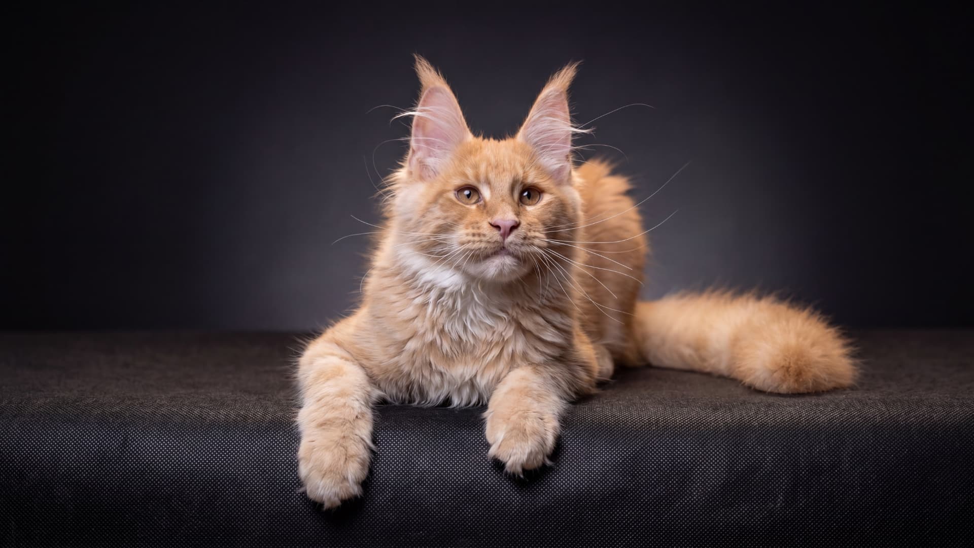 Axel - kociak Maine Coon, do potwierdzenia