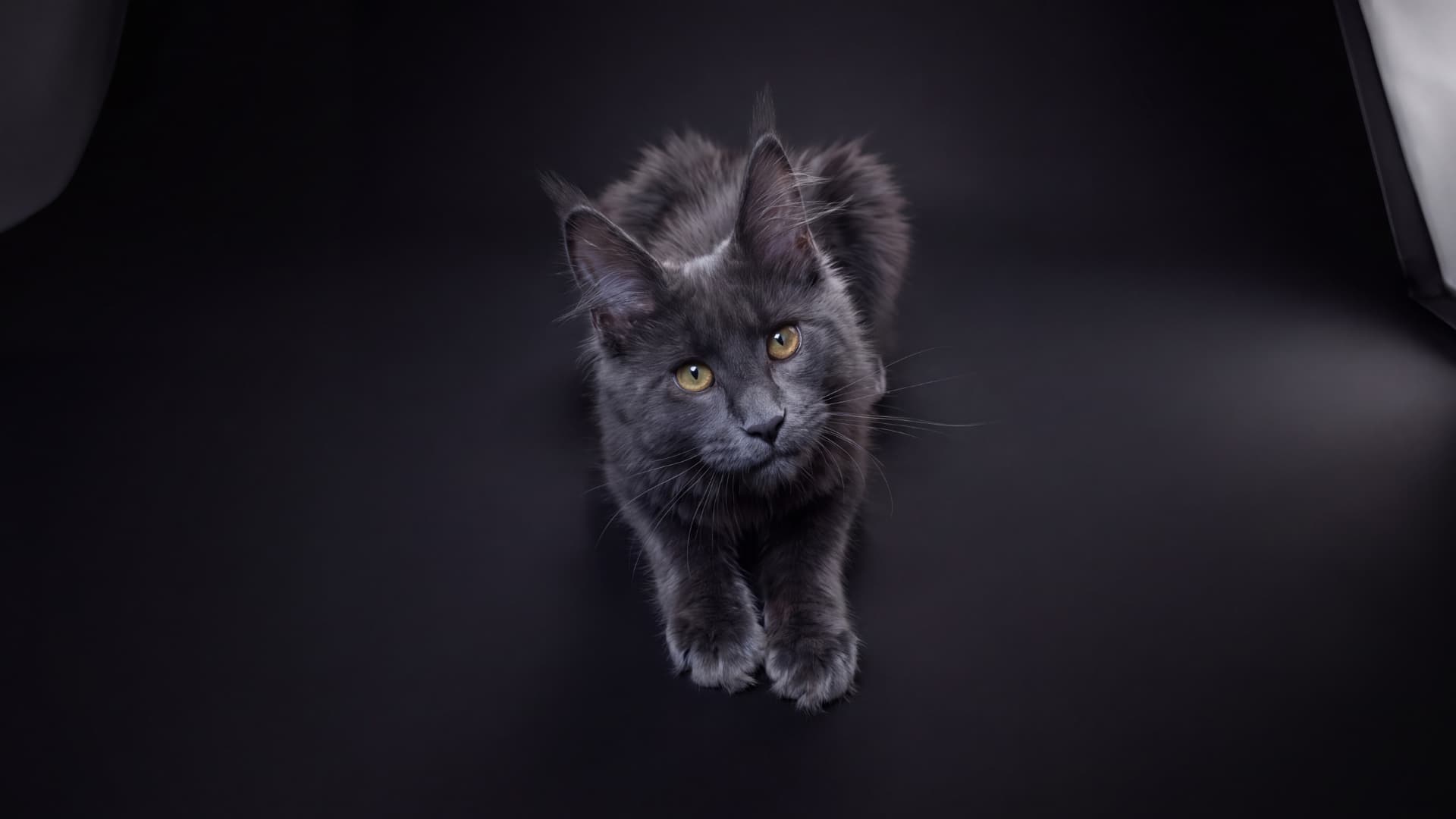 Azura - kociak Maine Coon, do potwierdzenia