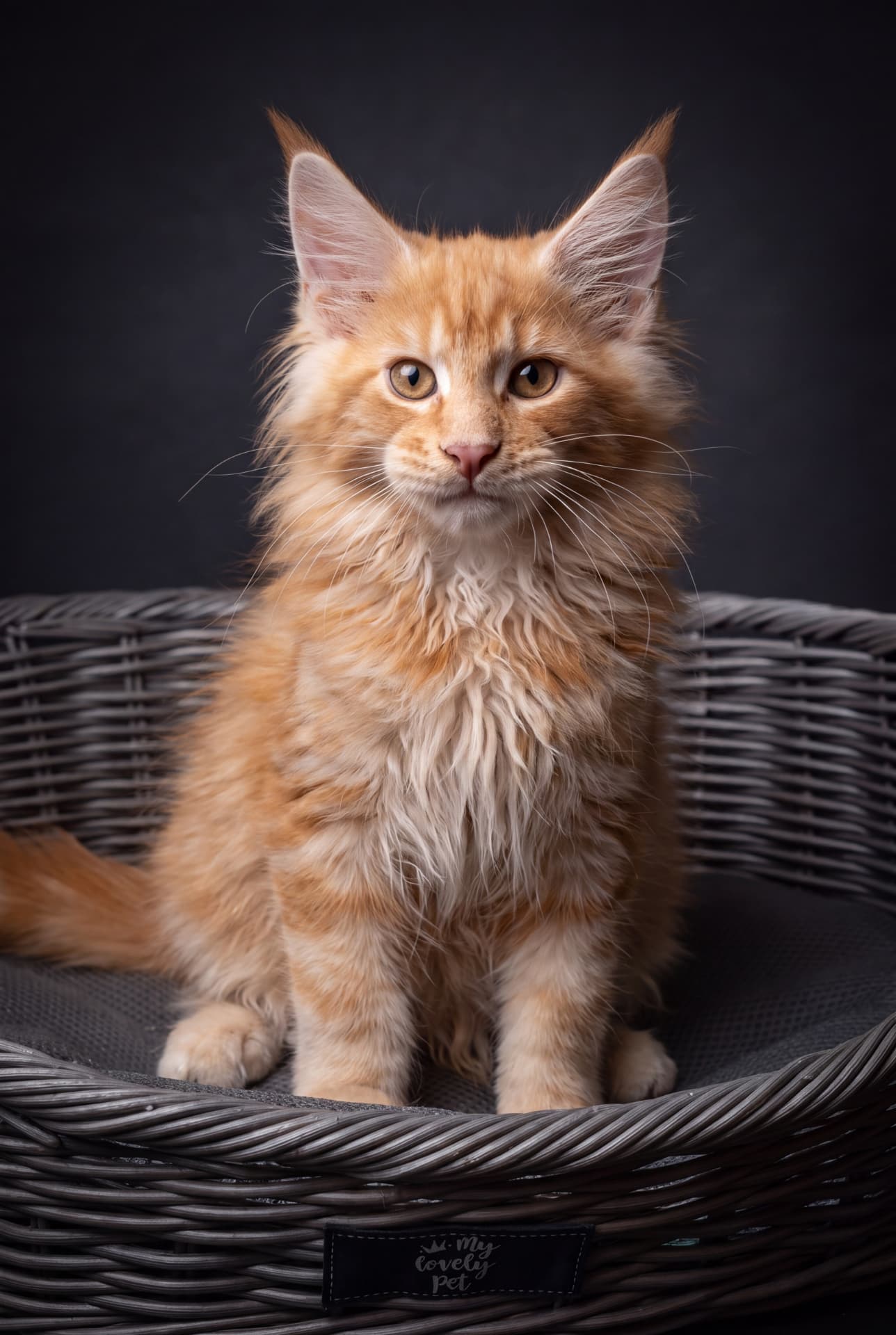 Bentley - kociak Maine Coon, Cream silver classic tabby