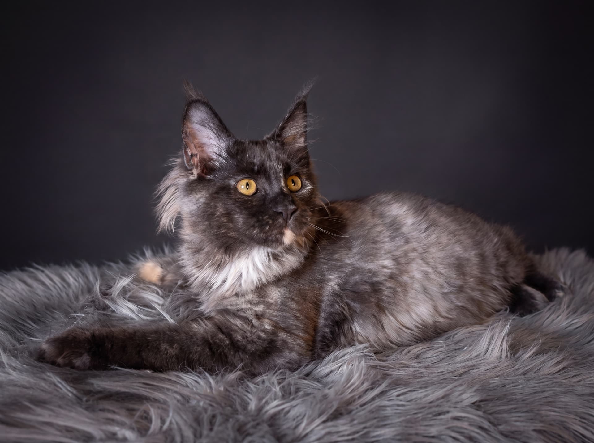 Bianka - kociak Maine Coon, Blue tortie smoke