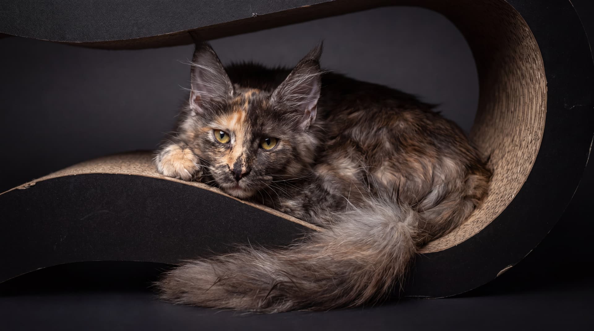 Matka Sela - Black tortie silver classic tabby