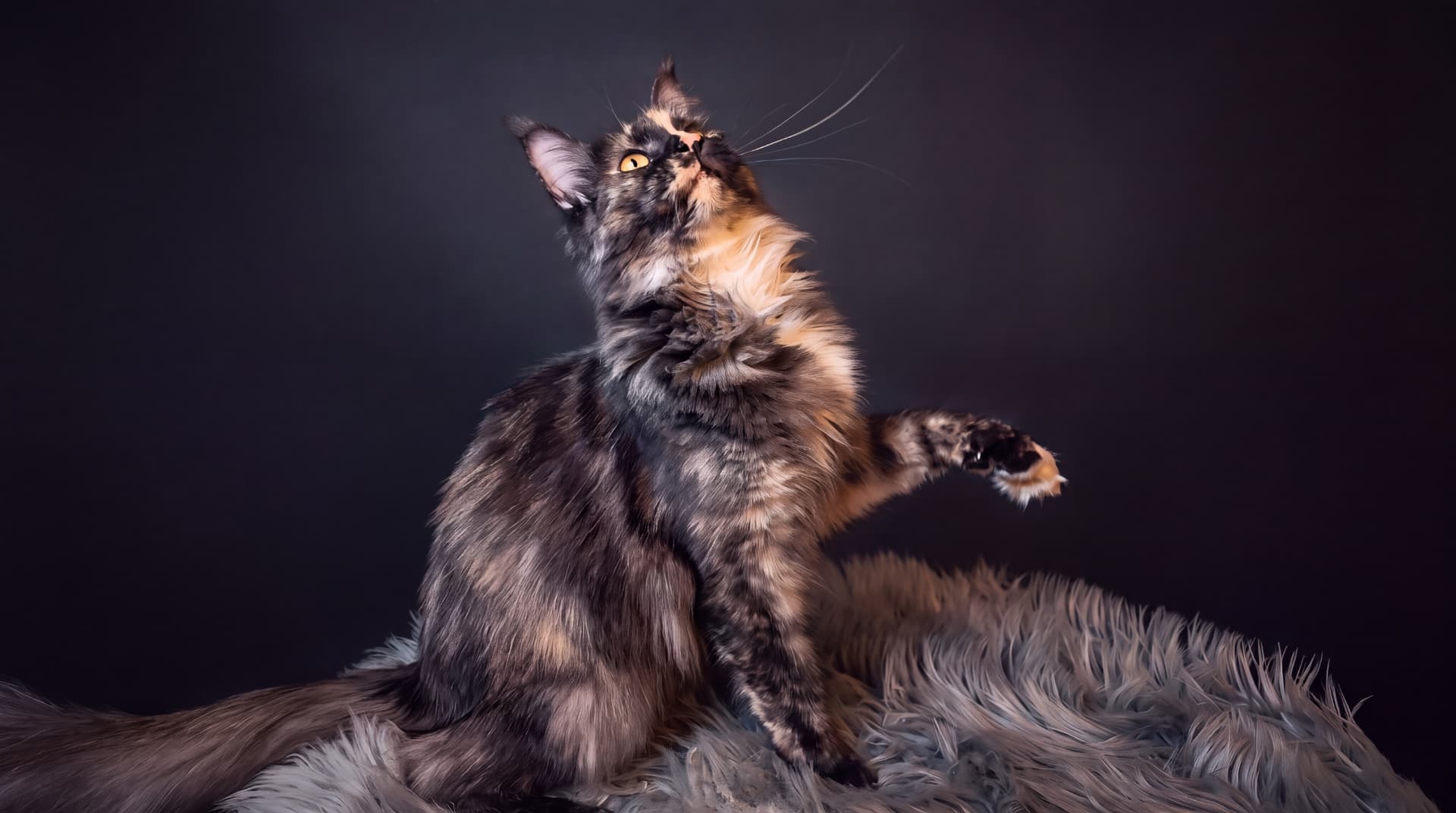 Matka Suri - Blue tortie silver classic tabby