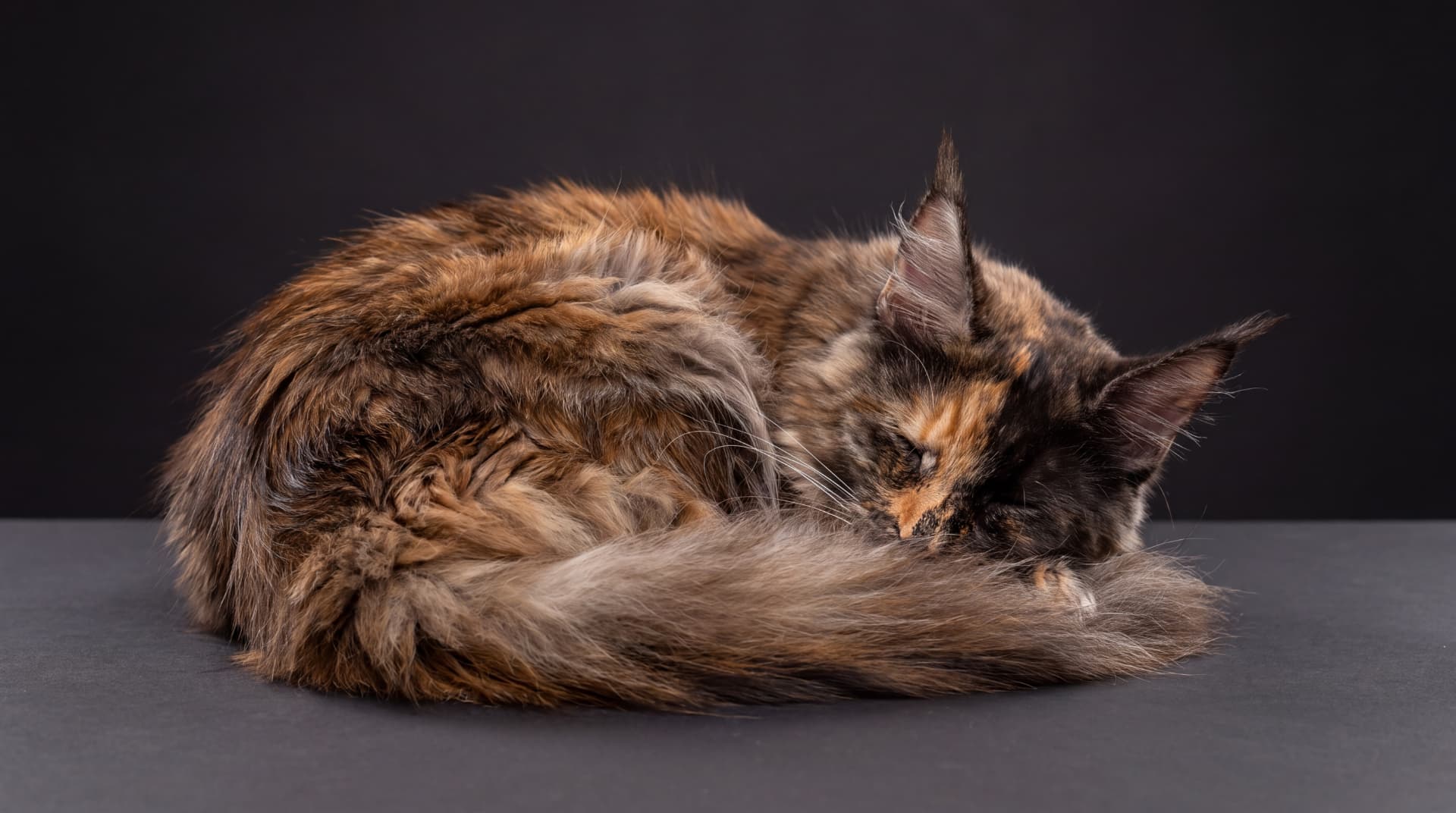 Sela - Maine Coon, Black tortie silver classic tabby - zdjęcie 2