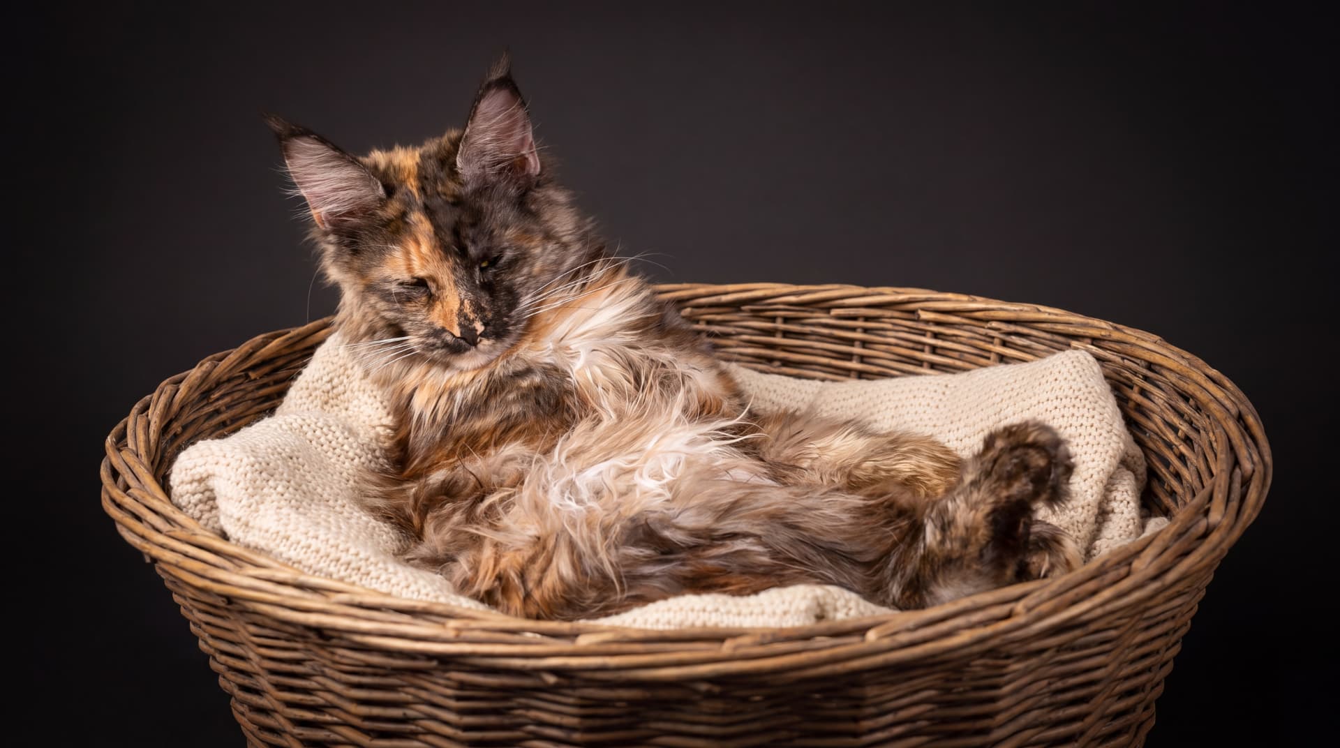 Hodowla Maine Coon Walkiria Wolin*PL - zdjęcie 3