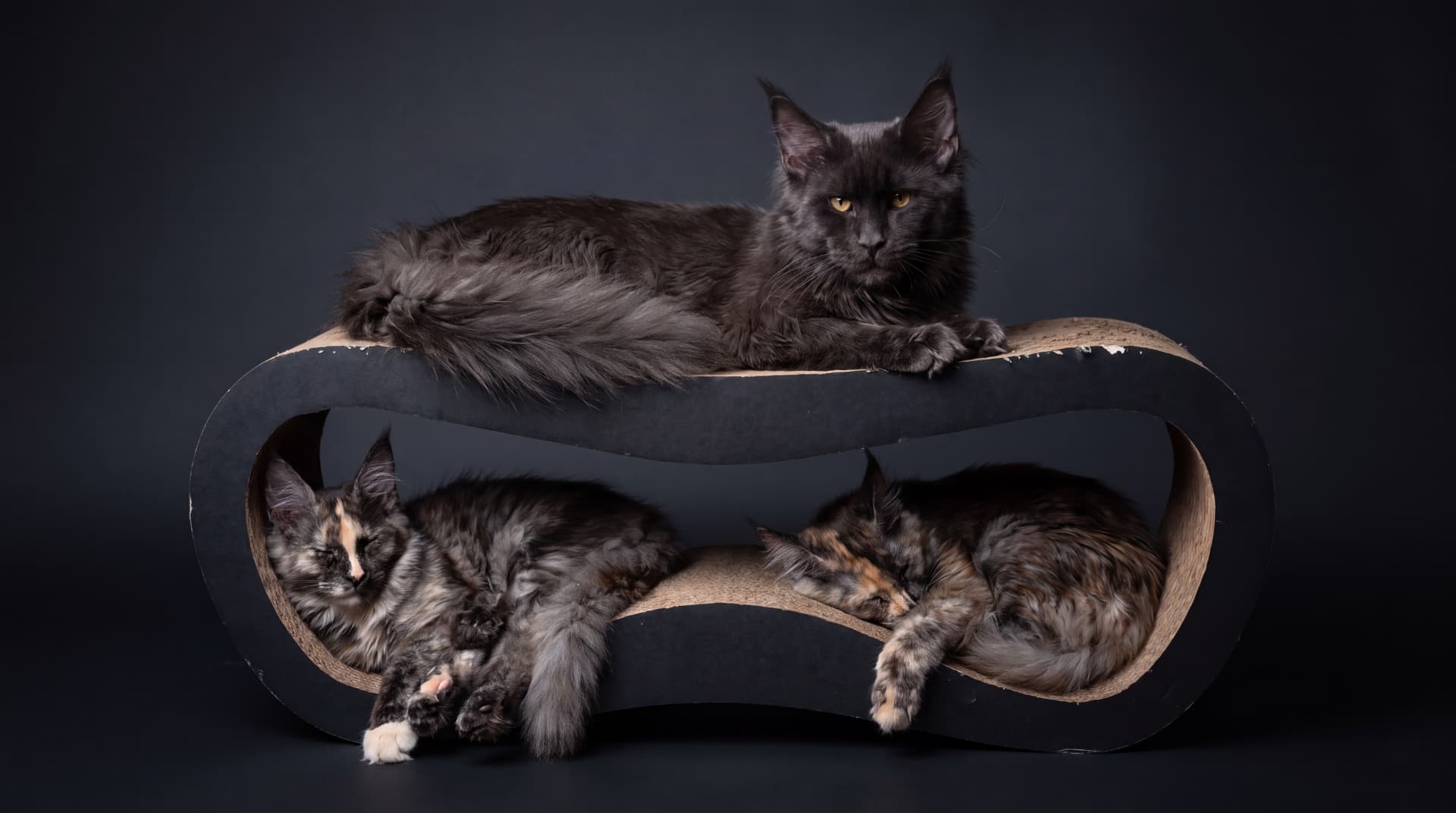 Nasze koty Maine Coon w hodowli Walkiria Wolin*PL
