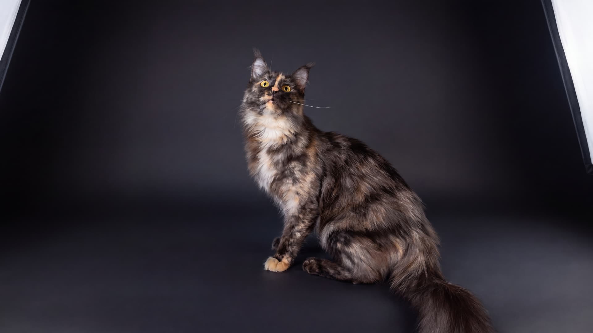 Suri - Maine Coon, Blue tortie silver classic tabby - zdjęcie 2