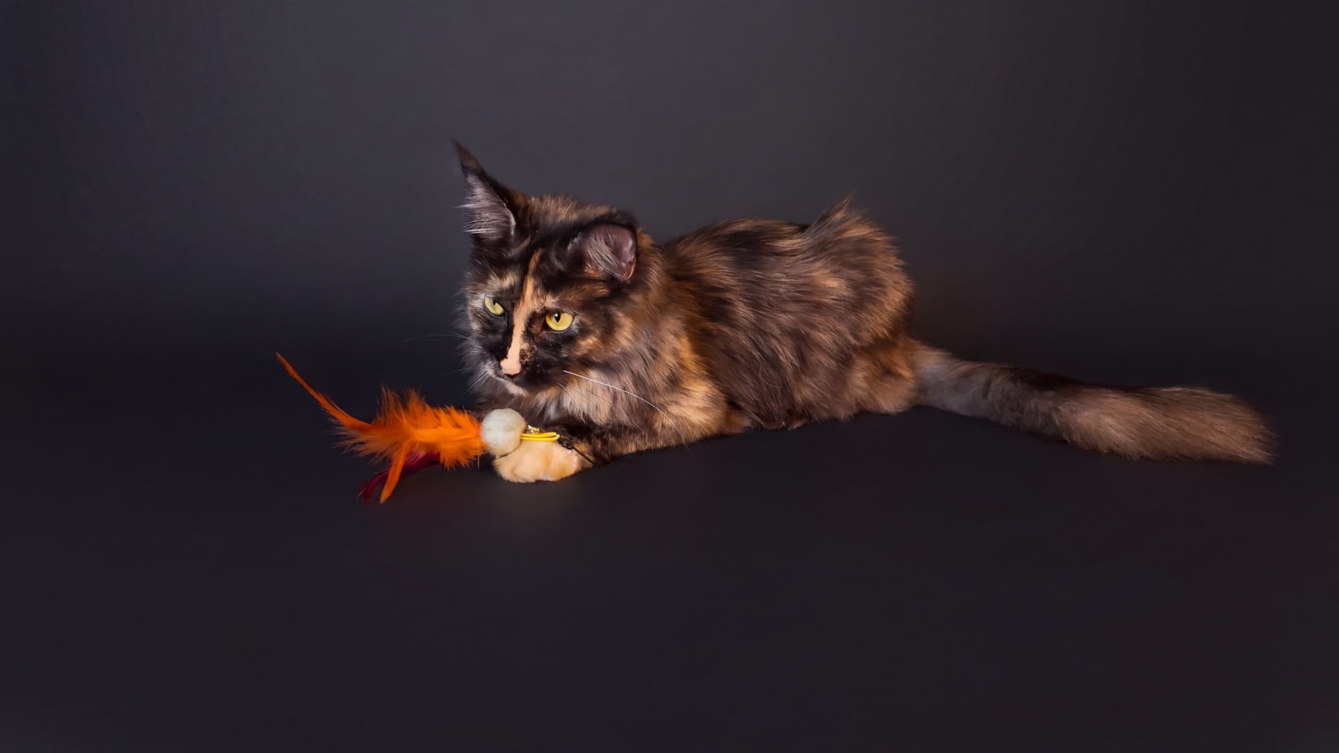 Suri - Maine Coon, Blue tortie silver classic tabby - zdjęcie 3