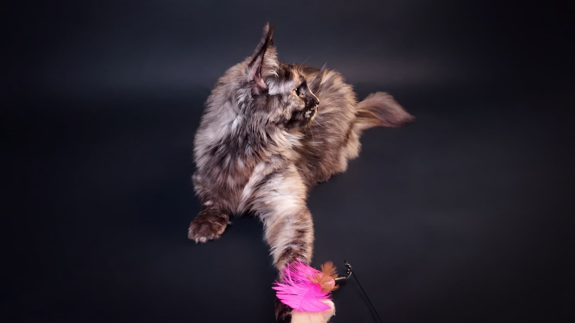 Suri - Maine Coon, Blue tortie silver classic tabby - zdjęcie 4