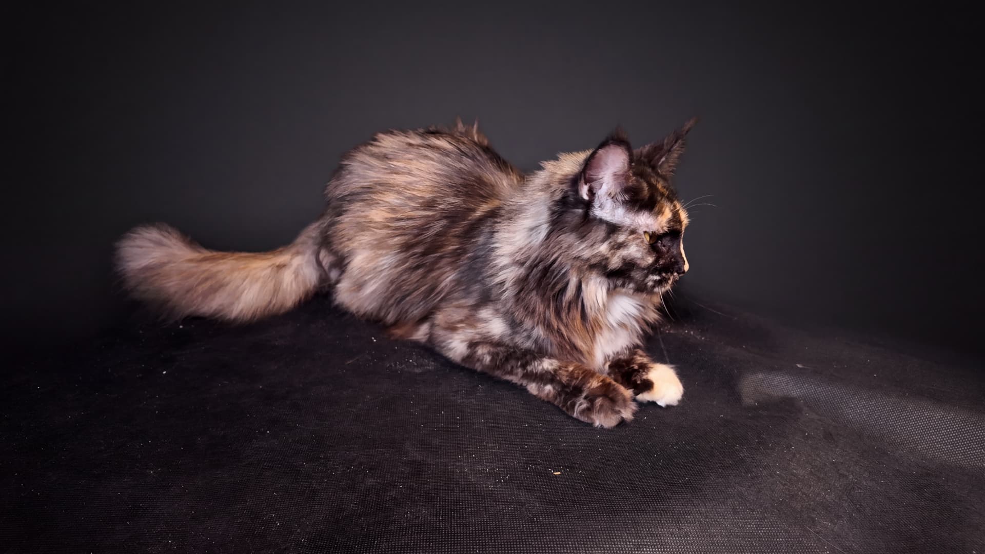 Suri - Maine Coon, Blue tortie silver classic tabby - zdjęcie 5